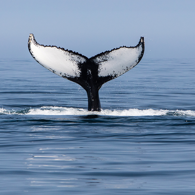 Whale Tail in ocean
